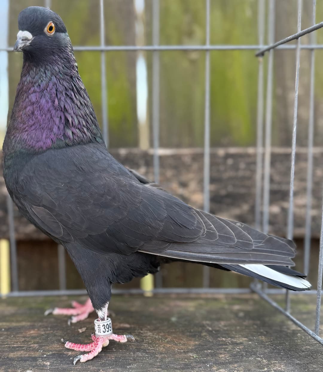 Elite roller pigeon