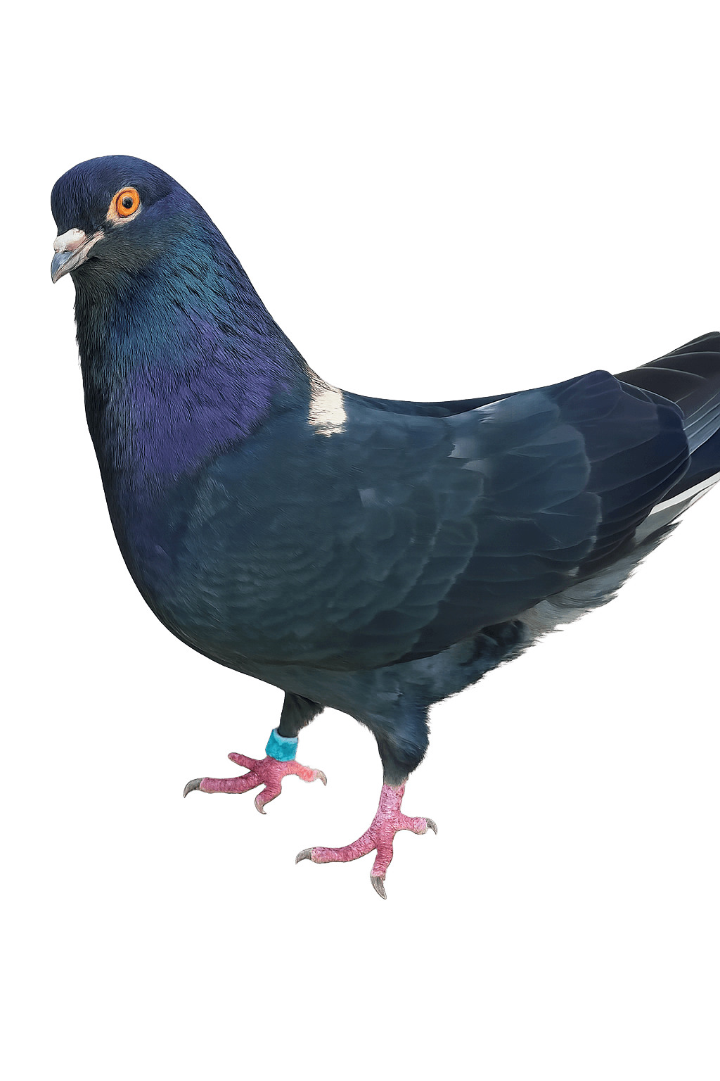 Elite roller pigeon